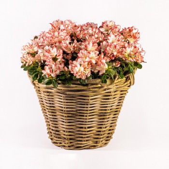 Φυτό Αζαλέα Λευκό-Κόκκινο σε Καλάθι