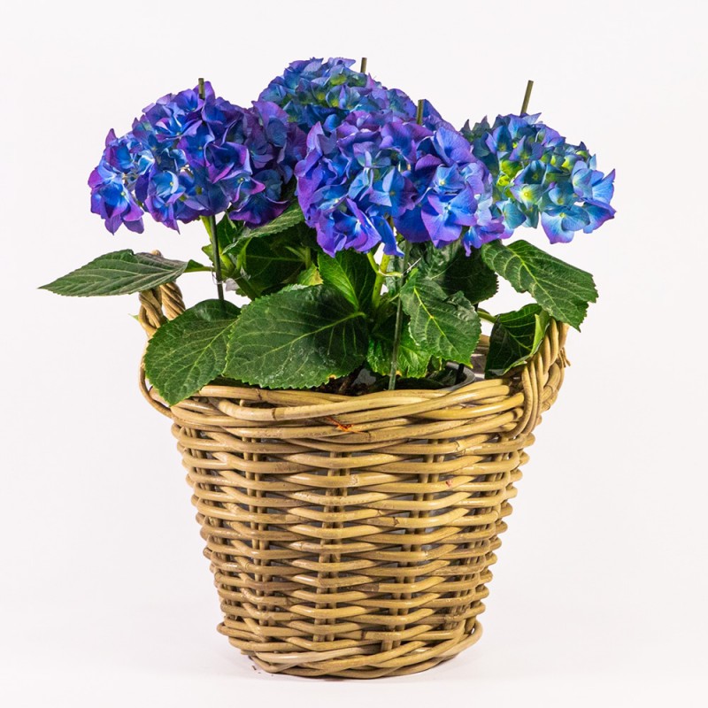 Φυτό Ορτανσία Μπλε σε Καλάθι 