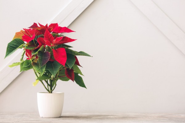 Πως να διατηρήσετε το φυτό αλεξανδρινό και μετά τις γιορτές των Χριστουγέννων