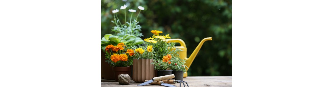 Καύσωνας: Διατηρήστε τα φυτά και τα λουλούδια σας φρέσκα και υγιή.