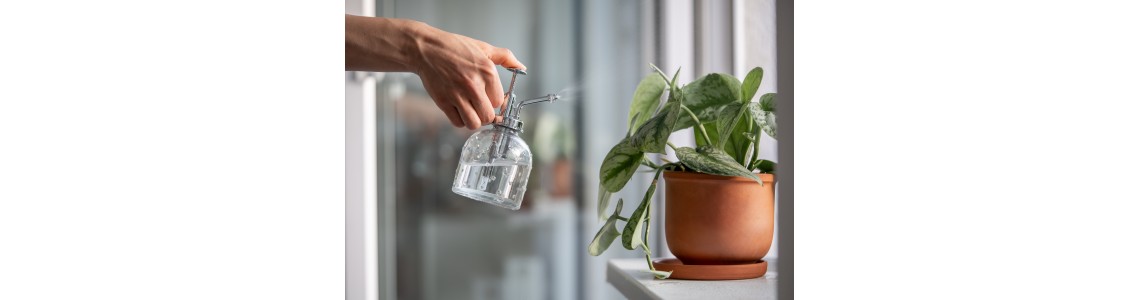 Μάθε πως να διατηρήσεις τα φυτά σου κατά την διάρκεια των καλοκαιρινών διακοπών Μάθε πως να διατηρήσεις τα φυτά σου κατά την διάρκεια των καλοκαιρινών διακοπών