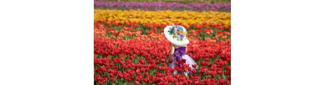 Τουλίπες, πώς να τις διατηρήσετε στο βάζο σας.